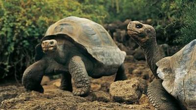 Liberarán a 207 tortugas gigantes en isla del archipiélago de Galápagos