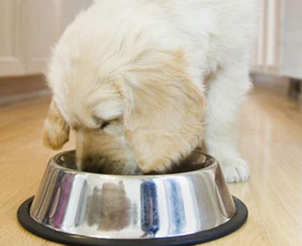 Crean  comida de perros para microondas