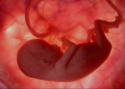 Exposición del feto a contaminantes disminuye la fertilidad en 3 generaciones