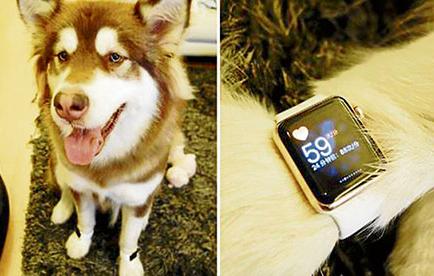 Dos Apple Watch de oro para su perro