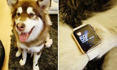 Hijo de magnate chino le compra dos Apple Watch de oro a su perro