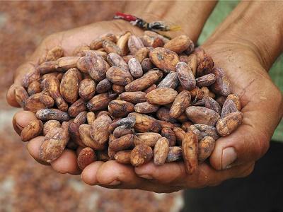 Francia y Ecuador refuerzan cooperación en torno al cacao y el chocolate