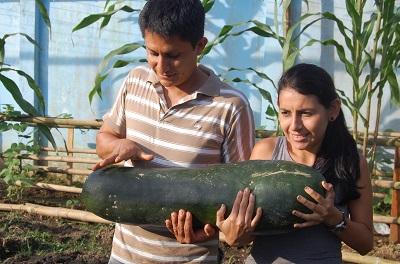 Pepinos gigantes: En Santo Domingo se cosecha esta fruta de cerca de un metro de longitud