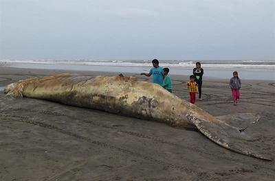 Ballena muerta en el litoral peruano fue enterrada para evitar contaminaci