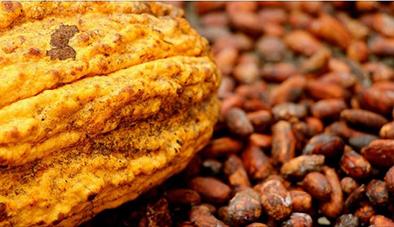 Cumbre del Cacao será en Guayaquil