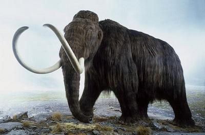 Los mamuts murieron por un abrupto calentamiento global, según estudio