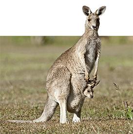 6 datos sobre los marsupiales
