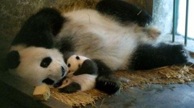 Osa panda finge estar embarazada para lograr privilegios