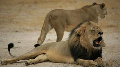 Hombre admite que mató a famoso león y pensaba que la cacería era legal