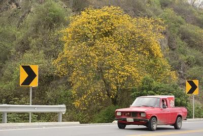 Las colinas se pintan de amarillo gracias a los Guayacanes