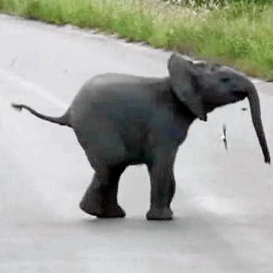 Golondrinas vuelven ‘loco’ a un tierno bebé elefante