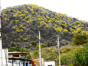 Adiós al amarillo del guayacán en las colinas de Leonidas Plaza