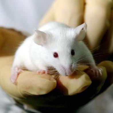 Crean ratones inteligentes
