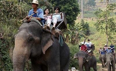 Un elefante mata a guía y huye con tres turistas en el norte de Tailandia
