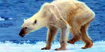 Indignación por osa polar desnutrida