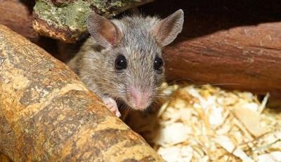 Hallan nueva especie de ratón en bosques de Chile