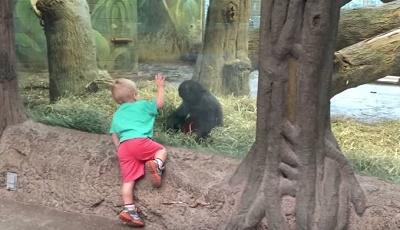 Cría de gorila juega a las escondidas con un niño (Video)