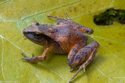 Hallan en Bolivia una nueva especie de rana y estudian subastar su nombre