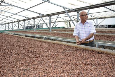 Las plagas y ‘El Niño’ amenazan al cacao