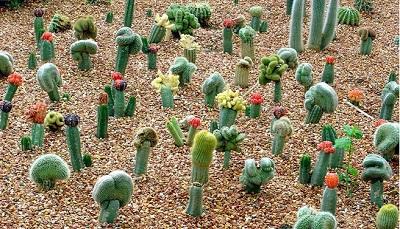 El 30 % de las especies de cactus están en peligro de extinción