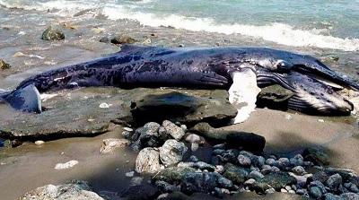 Encuentran a una ballena bebé muerta en una playa de Costa Rica
