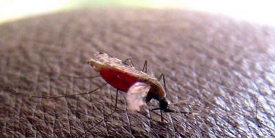 Científicos modifican genéticamente la resistencia a malaria de los mosquitos