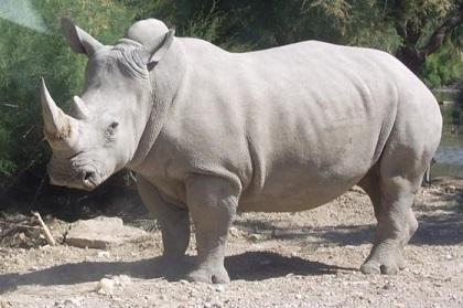 Muere rinoceronte blanco en zoológico y solo quedan tres en el mundo