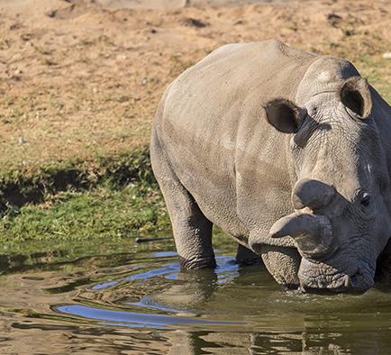 Muere rinoceronte blanco y sólo quedan tres en el mundo