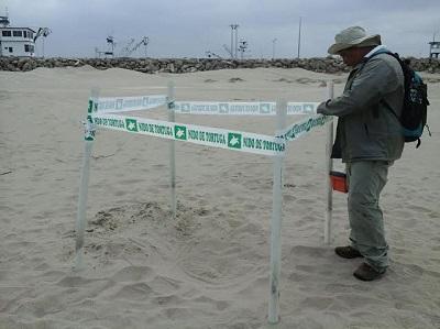 Reubican 92 huevos de tortuga Golfina en playa de Manta