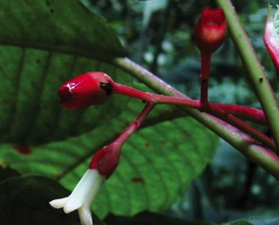 Alertan sobre la extinción de planta de café descubierta en 2013