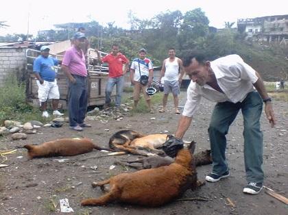 Habitantes de El Carmen están indignados por la muerte de once perros