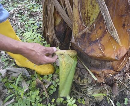 Productores de plátano trabajan para  combatir “el picudo”