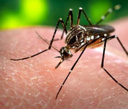 Argentina contabiliza casi 120 casos confirmados de dengue