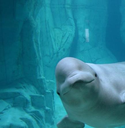 Los cetáceos que viven en aguas europeas están contaminados con policlorados