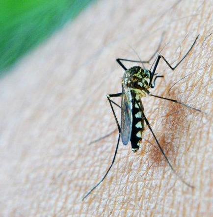 La OPS confirma la presencia del virus del Zika en Haití