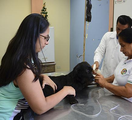 Siete mascotas al día se atienden en la clínica de la Universidad Técnica