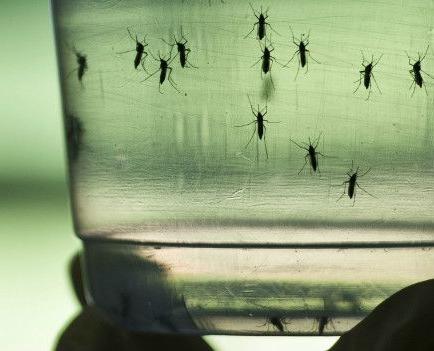 Registran 2 casos autóctonos de Zika en Ecuador, uno de ellos en Portoviejo