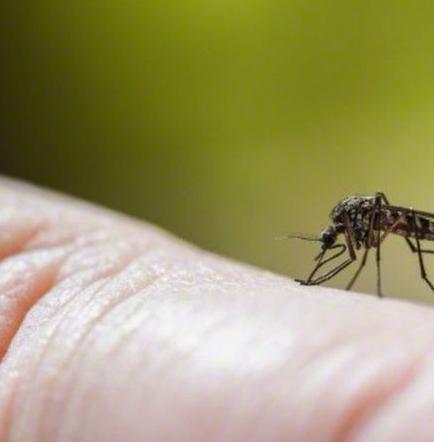 Brasil producirá test para diagnosticar dengue, zika y chikungunya a la vez