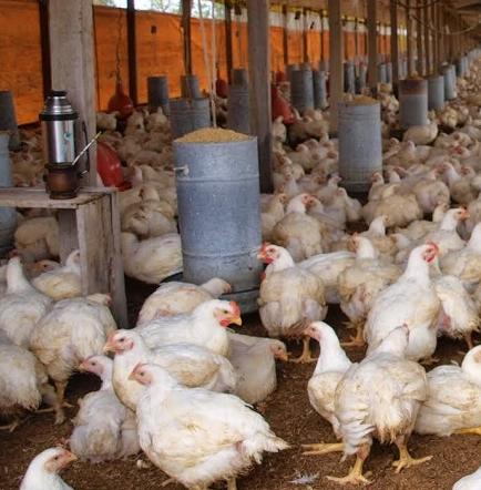 Tres sujetos encerraron a trabajadores de una granja y se llevaron 4 mil pollos