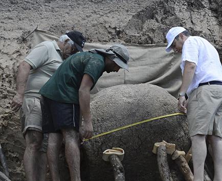 Gliptodonte de 10 mil años es encontrado por dos veterinarios
