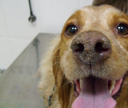 Uruguay declara emergencia sanitaria en el norte por leishmaniasis canina