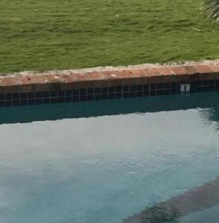 Cocodrilo de más de dos metros fue encontrado nadando en una piscina