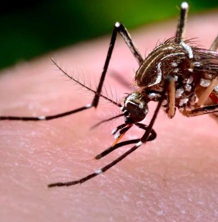 Un caso sospechoso de zika