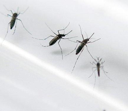 EE.UU. incluye a Bolivia y Ecuador en su alerta de viajes por el virus del Zika