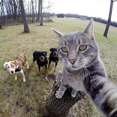 Gato se toma ‘selfies’ con sus ‘amigos’