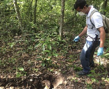 La muerte de los monos aulladores es analizada en laboratorio de Quito