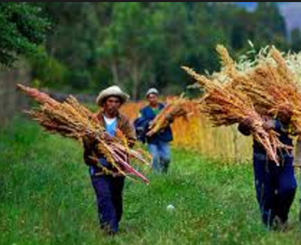 Perú es el primer productor mundial de quinua en 2015