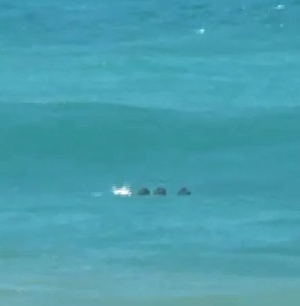 Cinco personas se salvan de morir en la playa El Murciélago (VIDEO)