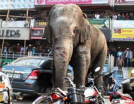 Un elefante destruye un centenar de viviendas y siembra el pánico en la India