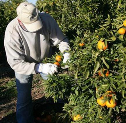 Prohíben ingreso de  naranjas y limones colombianos al país